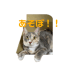 ぽんこつねこず2（個別スタンプ：1）