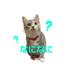 ぽんこつねこず2（個別スタンプ：2）