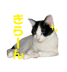 ぽんこつねこず2（個別スタンプ：3）