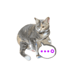 ぽんこつねこず2（個別スタンプ：5）