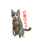 ぽんこつねこず2（個別スタンプ：6）