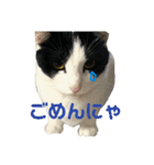 ぽんこつねこず2（個別スタンプ：7）