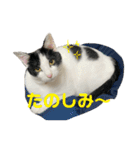 ぽんこつねこず2（個別スタンプ：8）