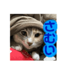 ぽんこつねこず2（個別スタンプ：10）