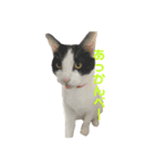 ぽんこつねこず2（個別スタンプ：11）