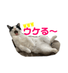 ぽんこつねこず2（個別スタンプ：12）