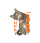 ぽんこつねこず2（個別スタンプ：13）