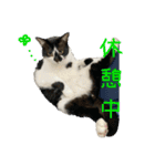 ぽんこつねこず2（個別スタンプ：15）