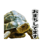 リクガメのきゅうちゃん（個別スタンプ：2）