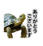 リクガメのきゅうちゃん（個別スタンプ：3）