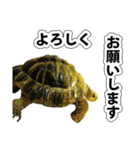 リクガメのきゅうちゃん（個別スタンプ：4）