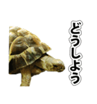 リクガメのきゅうちゃん（個別スタンプ：6）