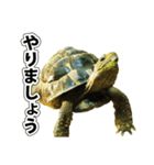 リクガメのきゅうちゃん（個別スタンプ：7）
