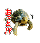 リクガメのきゅうちゃん（個別スタンプ：10）