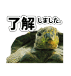 リクガメのきゅうちゃん（個別スタンプ：13）