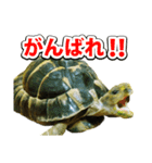 リクガメのきゅうちゃん（個別スタンプ：16）