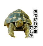 リクガメのきゅうちゃん（個別スタンプ：17）