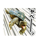 リクガメのきゅうちゃん（個別スタンプ：18）