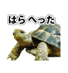 リクガメのきゅうちゃん（個別スタンプ：19）