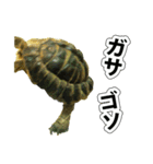 リクガメのきゅうちゃん（個別スタンプ：20）