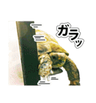 リクガメのきゅうちゃん（個別スタンプ：23）