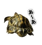 リクガメのきゅうちゃん（個別スタンプ：27）