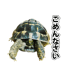 リクガメのきゅうちゃん（個別スタンプ：28）
