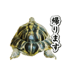 リクガメのきゅうちゃん（個別スタンプ：29）