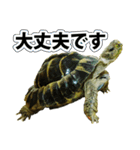リクガメのきゅうちゃん（個別スタンプ：30）