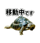 リクガメのきゅうちゃん（個別スタンプ：31）
