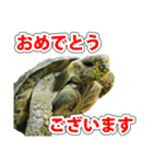 リクガメのきゅうちゃん（個別スタンプ：32）