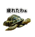 リクガメのきゅうちゃん（個別スタンプ：34）