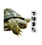 リクガメのきゅうちゃん（個別スタンプ：35）