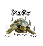 リクガメのきゅうちゃん（個別スタンプ：38）