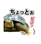 リクガメのきゅうちゃん（個別スタンプ：40）