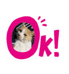 わんにゃんず3（個別スタンプ：1）