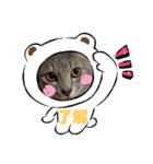 わんにゃんず3（個別スタンプ：3）