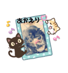 わんにゃんず3（個別スタンプ：10）
