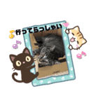 わんにゃんず3（個別スタンプ：12）