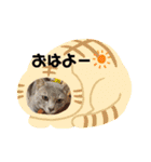 わんにゃんず3（個別スタンプ：16）