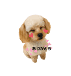 チワプーのとろろくん✩☪︎⋆（個別スタンプ：3）