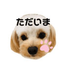 チワプーのとろろくん✩☪︎⋆（個別スタンプ：7）