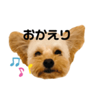 チワプーのとろろくん✩☪︎⋆（個別スタンプ：8）