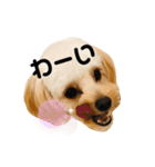 チワプーのとろろくん✩☪︎⋆（個別スタンプ：9）