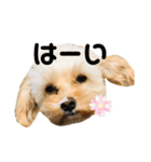 チワプーのとろろくん✩☪︎⋆（個別スタンプ：10）