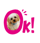 チワプーのとろろくん✩☪︎⋆（個別スタンプ：11）