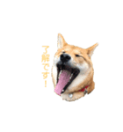 柴犬ノキちゃん。その2（個別スタンプ：1）