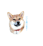 柴犬ノキちゃん。その2（個別スタンプ：2）