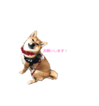 柴犬ノキちゃん。その2（個別スタンプ：4）