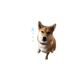柴犬ノキちゃん。その2（個別スタンプ：5）